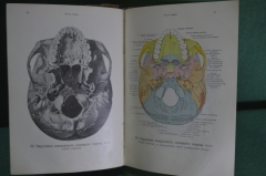 Анатомический атлас, дореволюционный. Медицина, анатомия человека. #K2