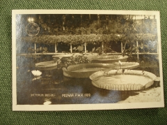 Открытка "Виктория Регия". Кувшинки. Victorja regia. Познань, 1929 год. #O3