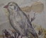 Открытка старинная "Птица". J. Hartstein. Вена, Австрия. #O1
