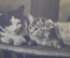 Открытка старинная "Котята". Фотограф Николай Федорович Ян. #O2