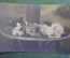 Открытка старинная "Котята". Фотограф Николай Федорович Ян. #O2