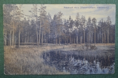 Открытка старинная "Хвойный лес. Нижегородское поволжье". Изд. Дмитриева. Российская Империя.