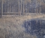 Открытка старинная "Хвойный лес. Нижегородское поволжье". Изд. Дмитриева. Российская Империя.