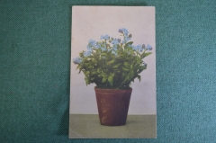 Открытка старинная "Цветочный горшок, синие цветы". Почтовая карточка. Shtuttgart, 1911 год.