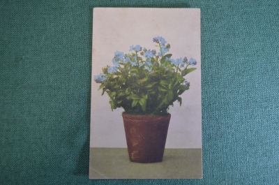 Открытка старинная "Цветочный горшок, синие цветы". Почтовая карточка. Shtuttgart, 1911 год.