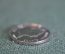 Монета 5 центов 2005 года. Five Cents. Елизавета II. Solomon Islands. Соломоновы Острова.